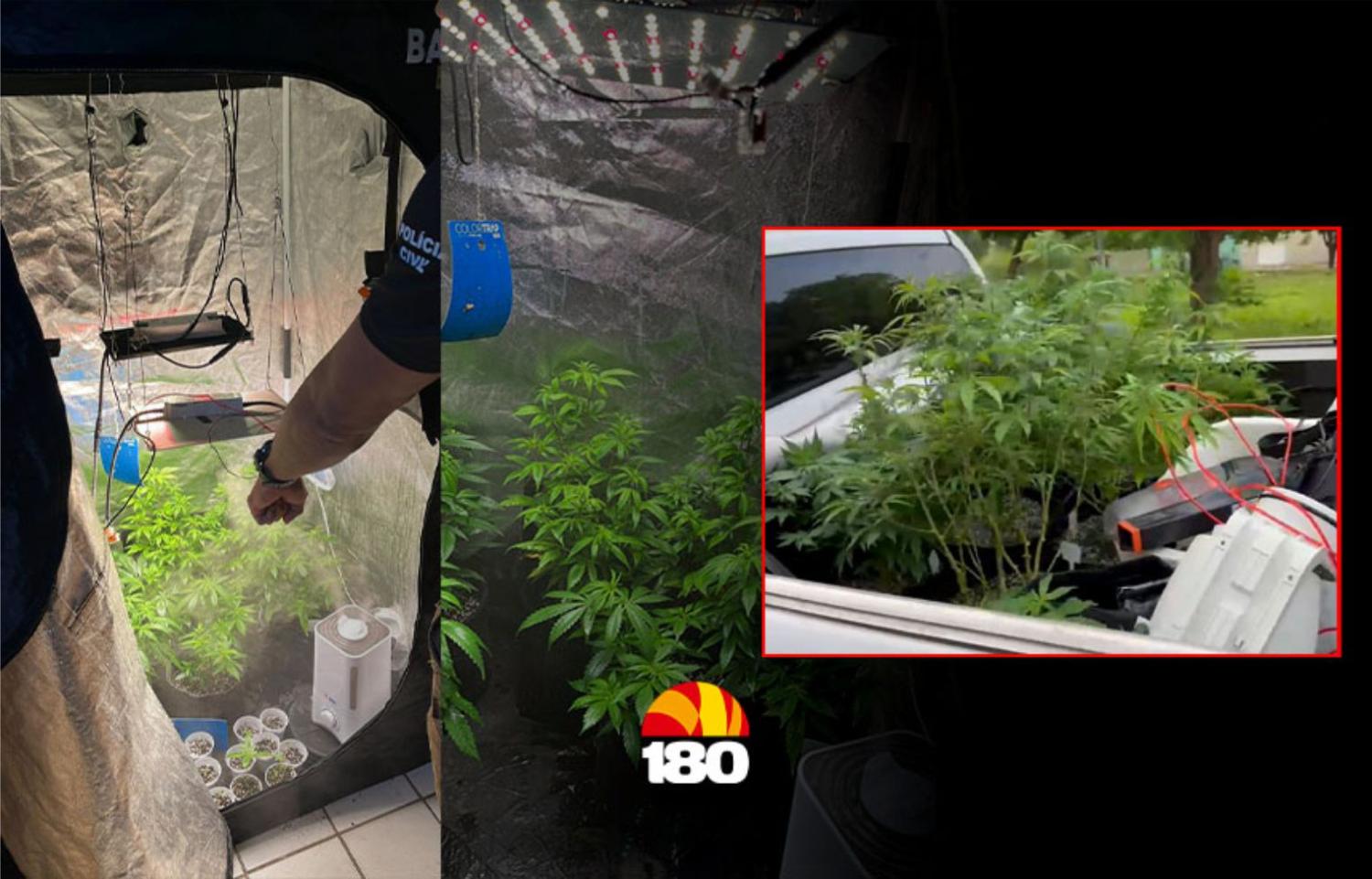 Durante operação, SSP encontra plantação de maconha na Zona Leste de Teresina